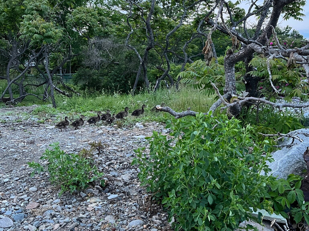 Beach Cottage Inn主图