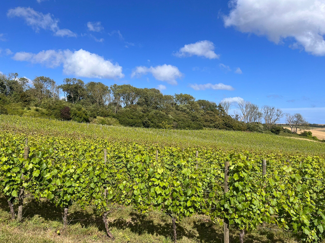 Terlingham Vineyard-Hawkinge必去景点