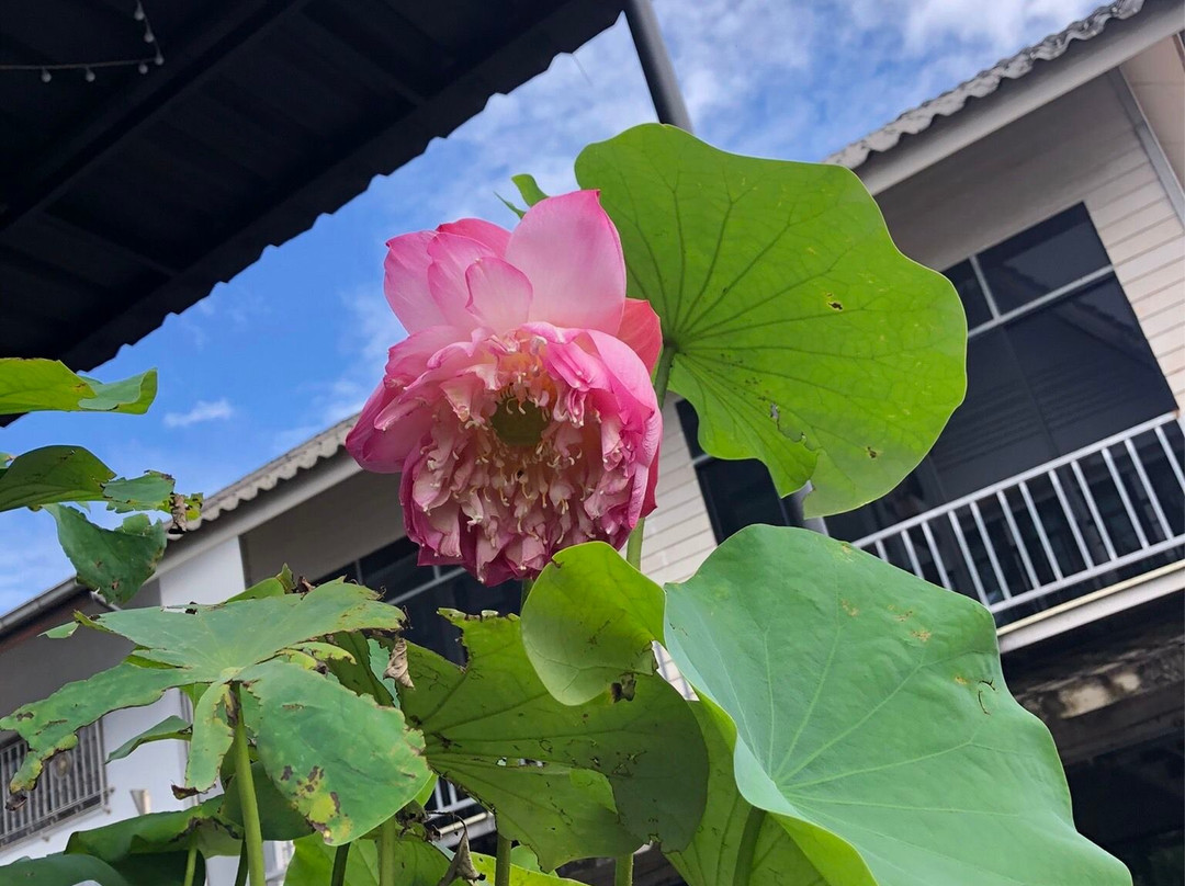 Trat 101 Hotel主图