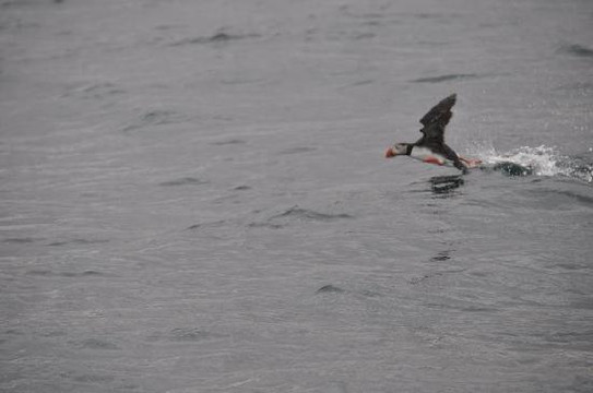 Gentle Giants Whale Watching-胡萨维克必去景点