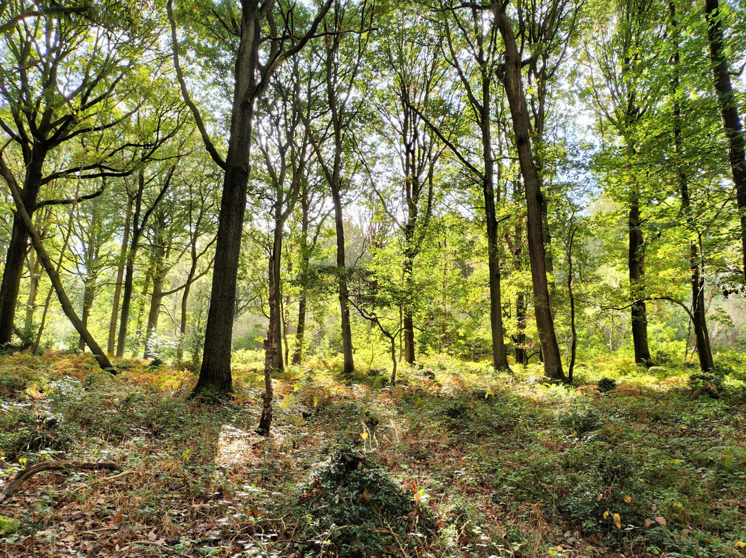 Wyre Forest景点图片