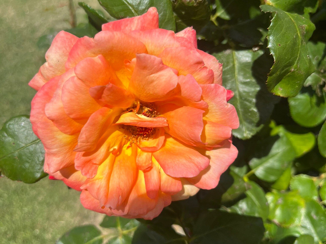 Fripp Viñedos Y Bodega-Conchillas必去景点