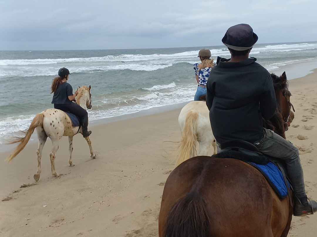 Selsdon Park Estate Beach Horse Rides-Marina Beach必去景点