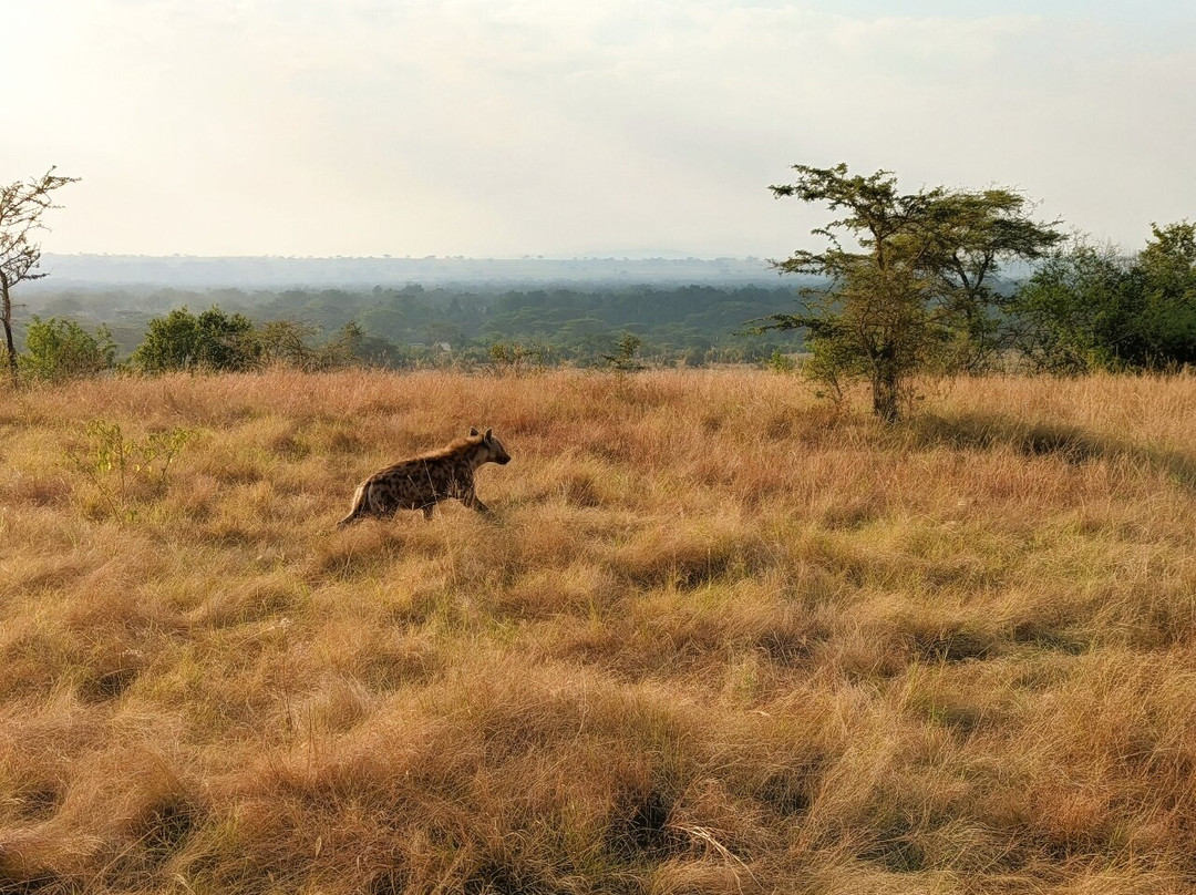 Simba Africa Expeditions Day Tours