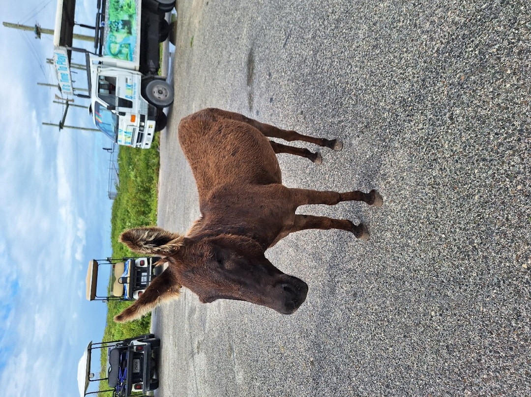 Island Trams Limited-Grand Turk必去景点