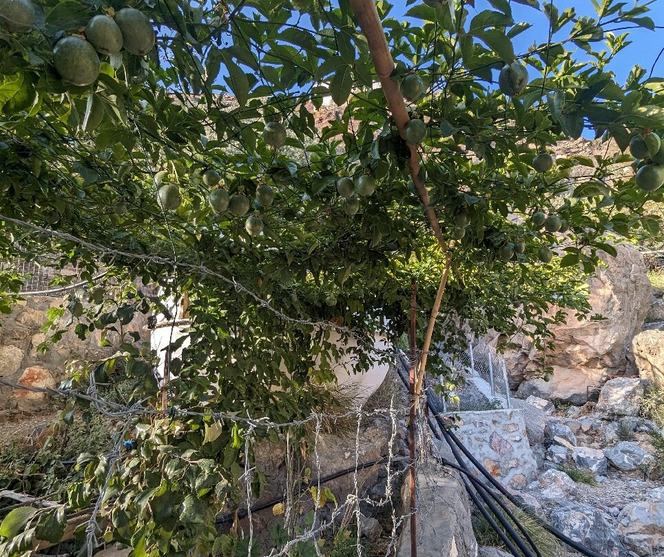 Sightseeing tour in Jabal Akhdar with Soprano-Jabal Akhdar必去景点
