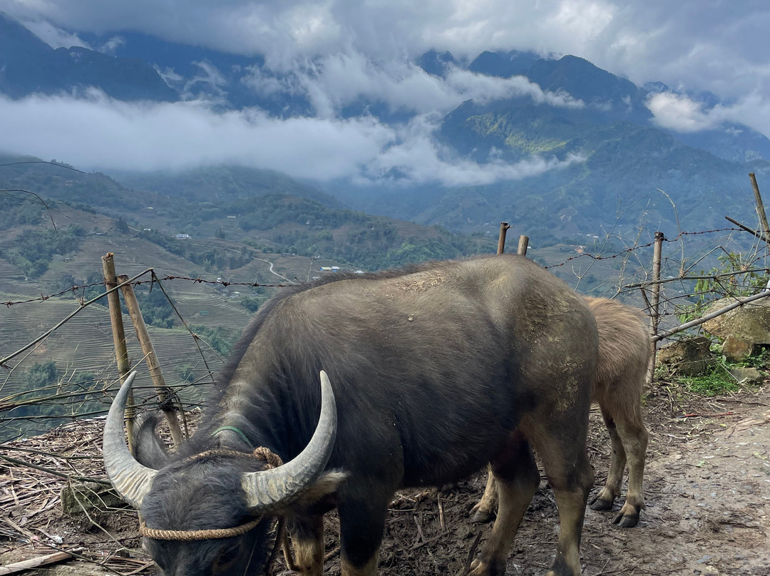 Sapa Natives Trekking景点图片