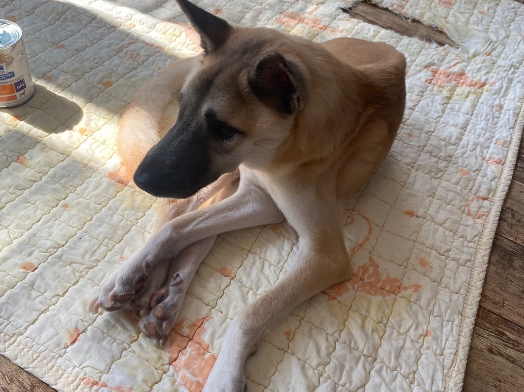 Sabai Dog-阁骨岛必去景点