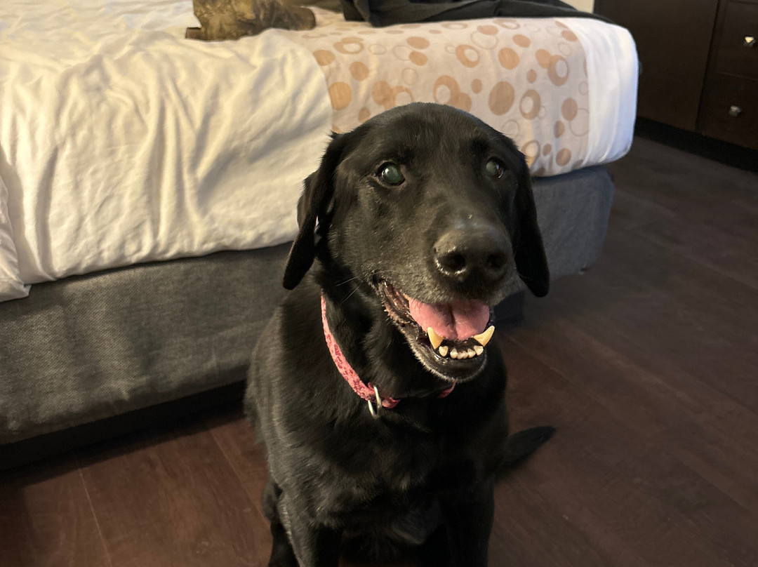 La Quinta Inn & Suites by Wyndham Plattsburgh主图