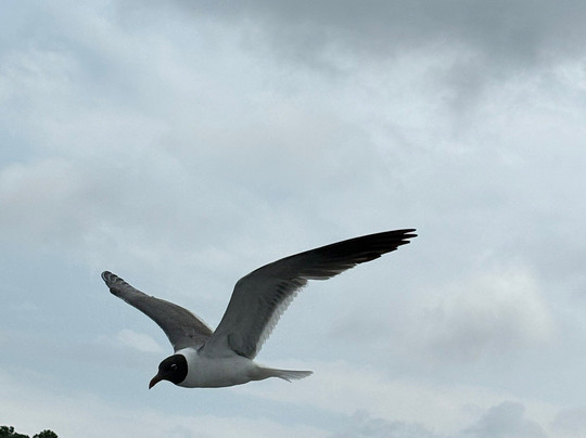 Voyager Deep Sea Fishing & Dolphin Cruises-美特尔海滩必去景点