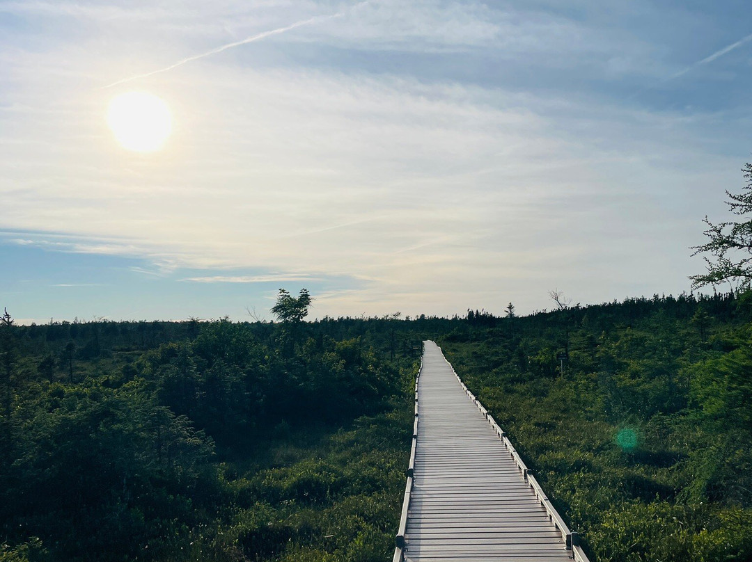 Orono Bog Boardwalk景点图片