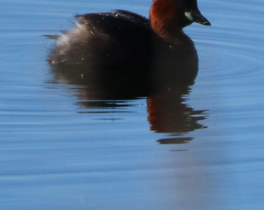 RSPB Fairburn Ings nature reserve-Castleford必去景点