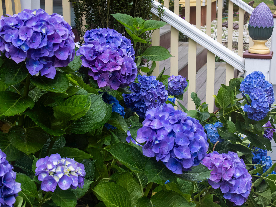 Inn at the Oaks主图