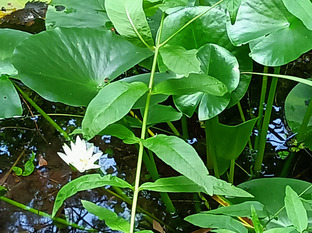 Giardino Botanico Valbonella景点图片
