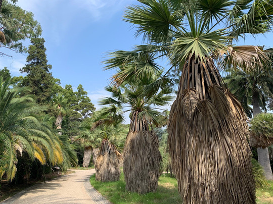 Thuret Garden (Jardin Thuret )-安提贝必去景点