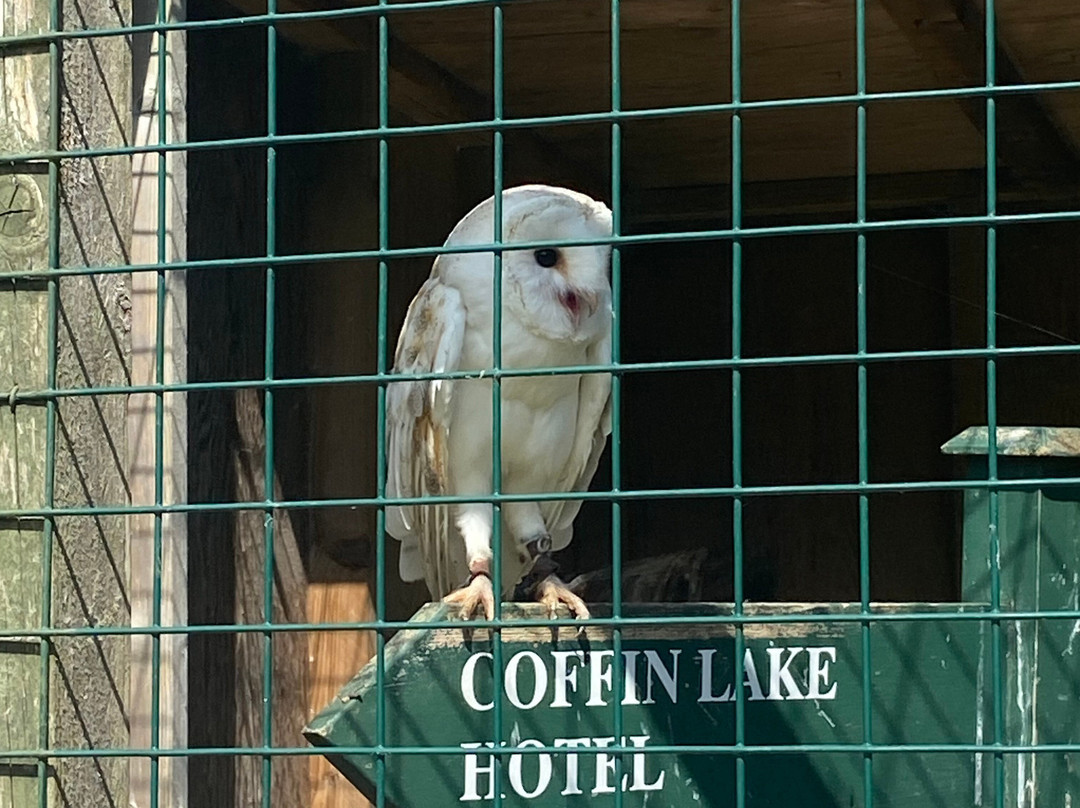 Swinton Park Birds of Prey景点图片