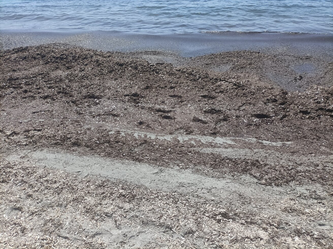 Spiaggia Cala Ginepro e Sa Curcurica-奥罗塞必去景点