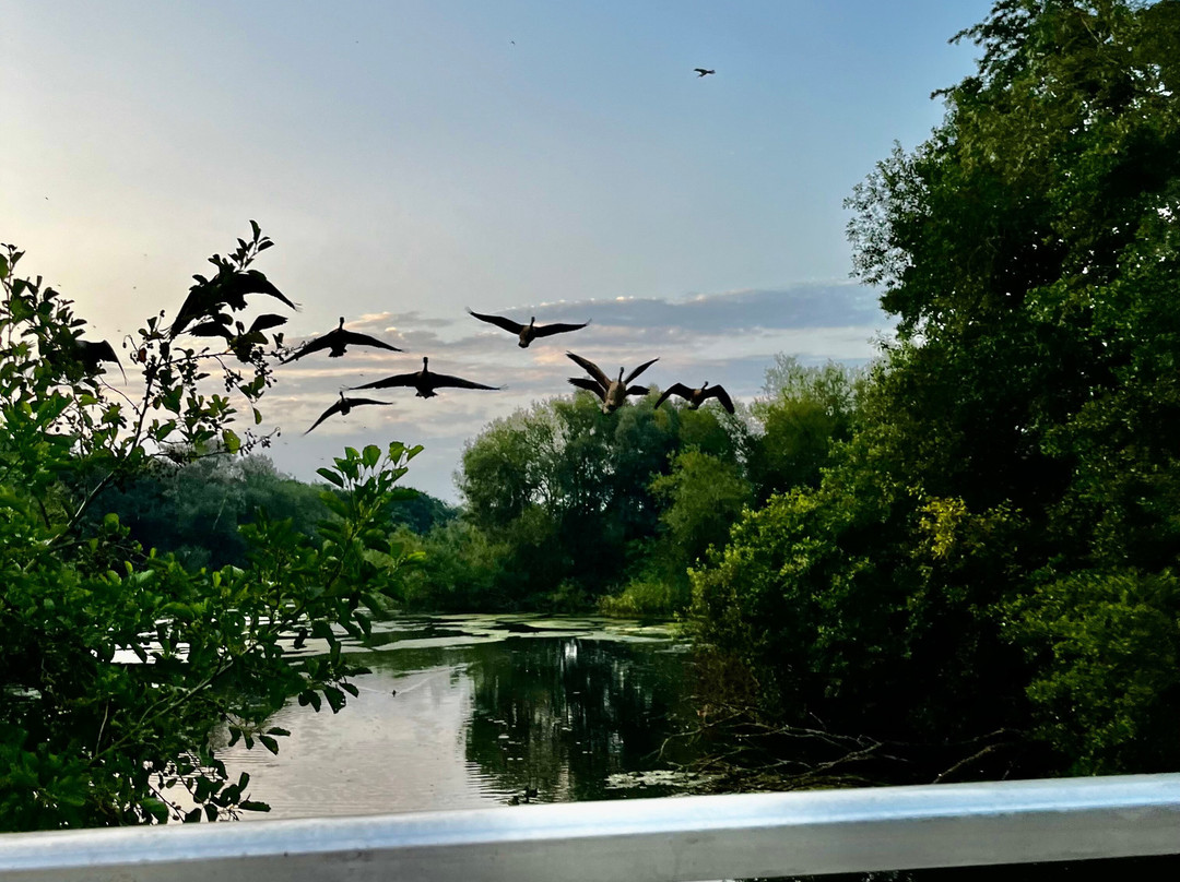 Coate Water Country Park景点图片