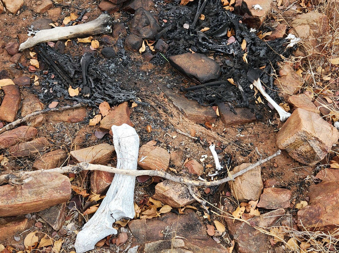 Nyalaland Wilderness Trail-克鲁格国家公园必去景点