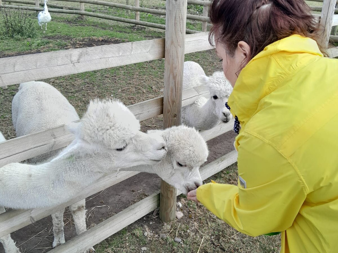 Burntwood Alpaca and Animal Experience景点图片