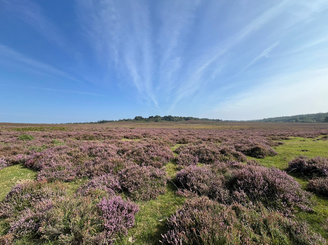 New Forest Cycling景点图片