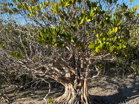 Narlijia Experiences Broome-布鲁姆必去景点