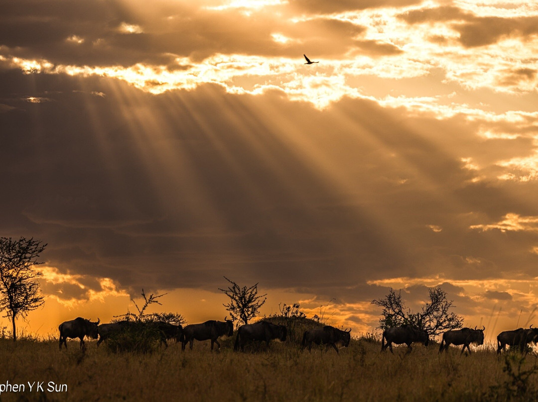 Migration at Serengeti National Park-塞伦盖蒂国家公园必去景点
