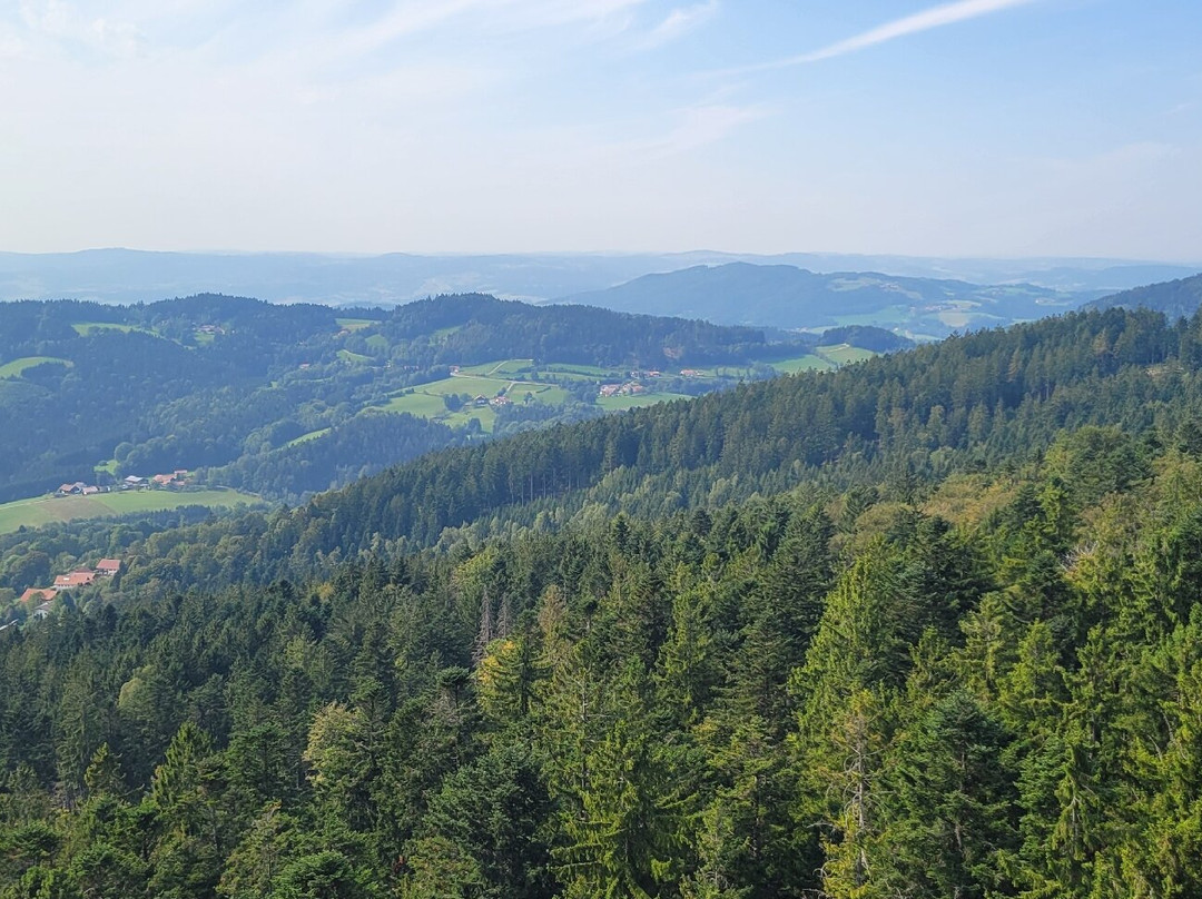 Baumwipfelpfad Bavarian Forest景点图片