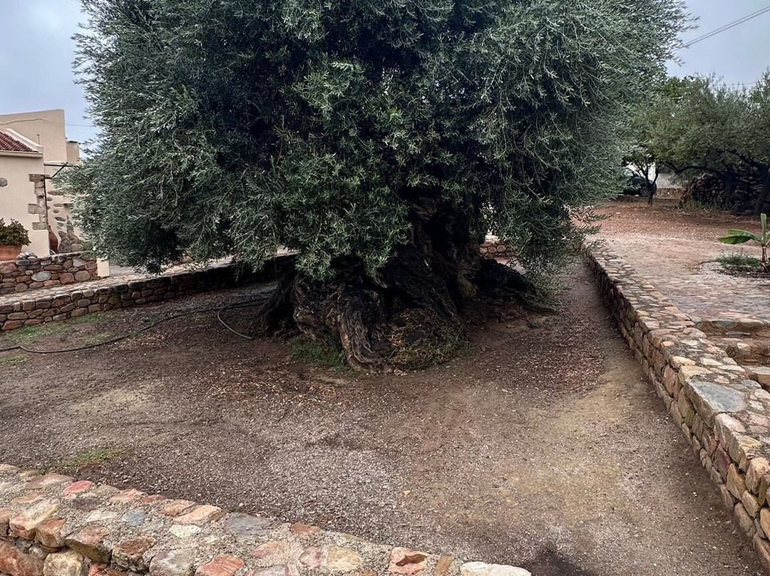 The Monumental Olive Tree of Vouves-Vouves必去景点