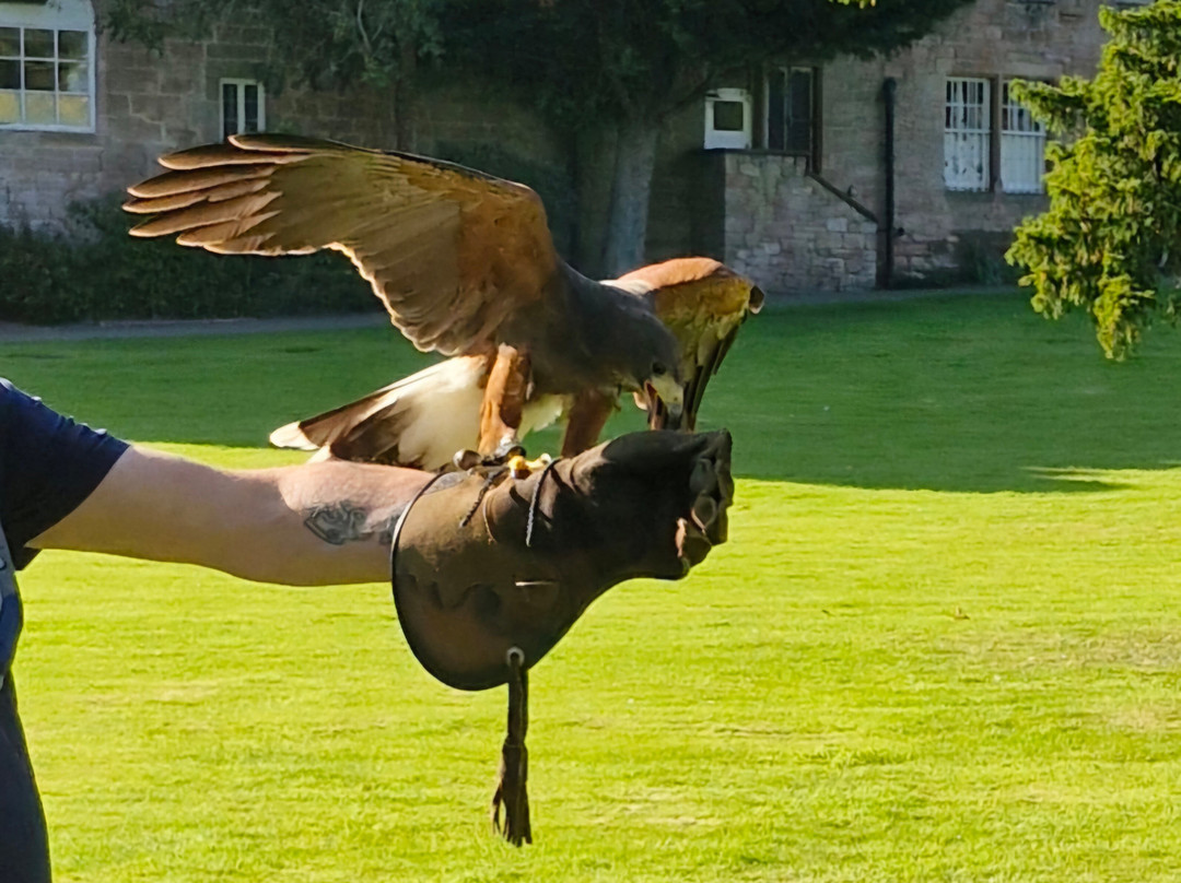 Dalhousie Castle Falconry景点图片