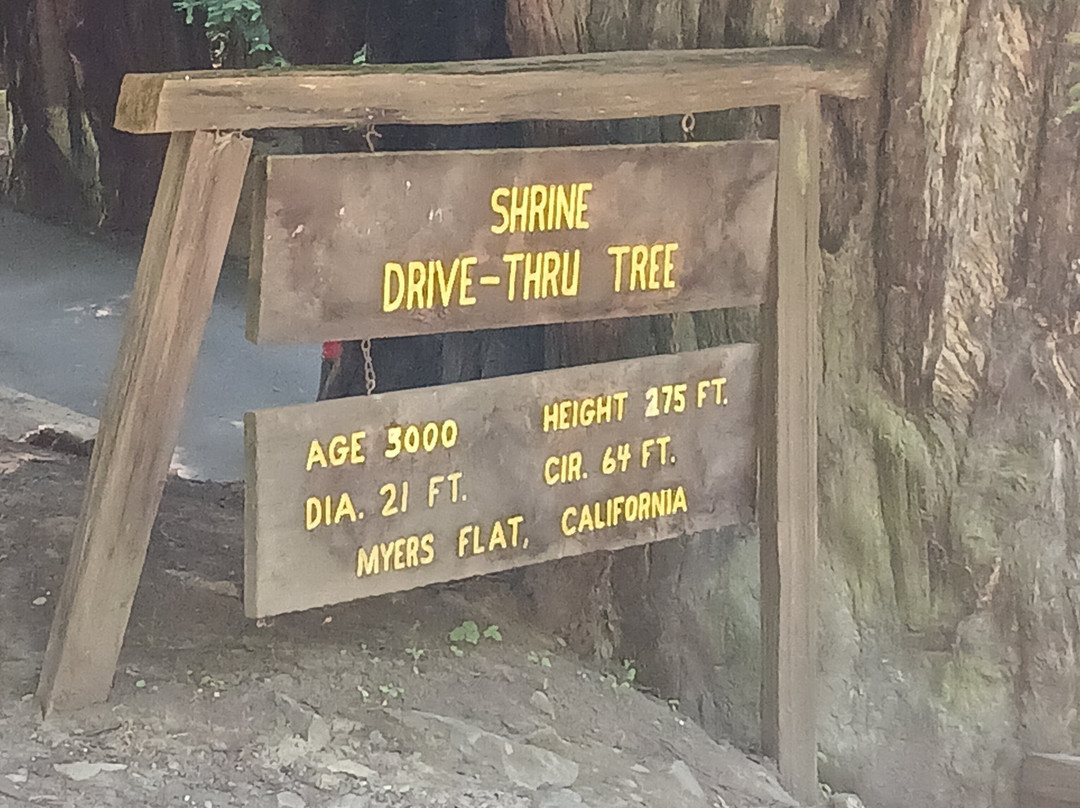 Shrine Drive-Through Tree景点图片