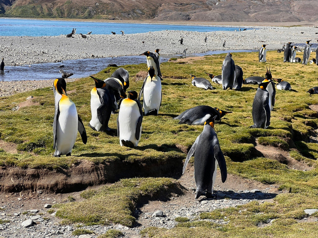 South Georgia Museum-Grytviken必去景点