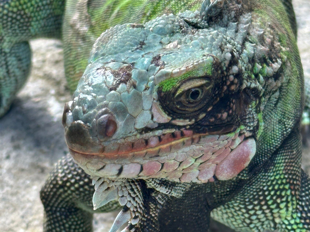 The Green Iguana Hotel主图