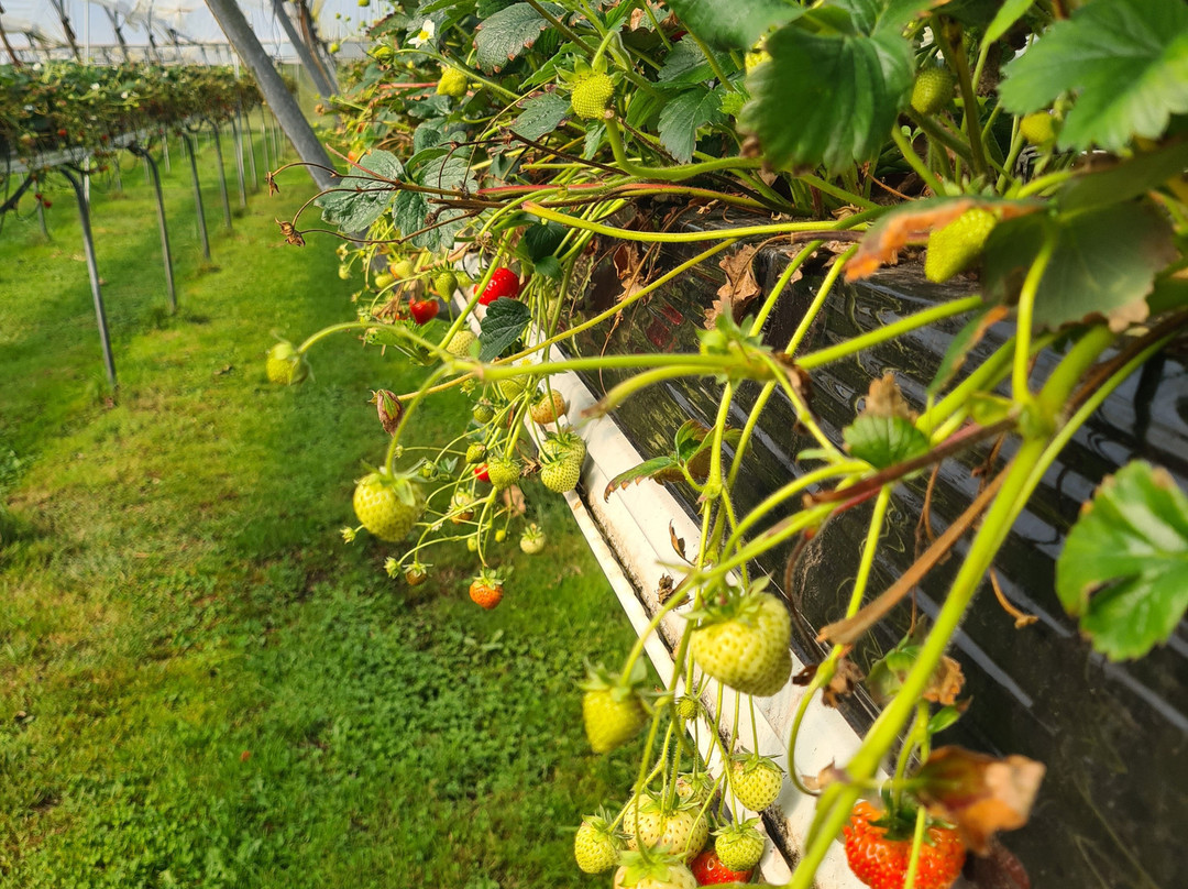 De Zelfpluktuin-特塞尔必去景点