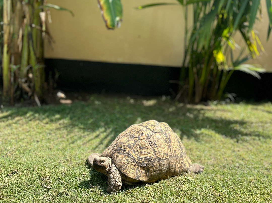 Africa Lodge Arusha主图