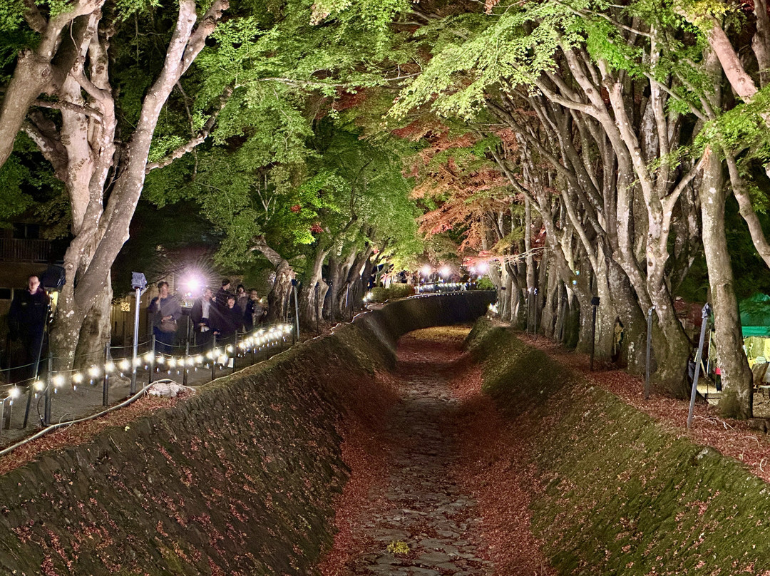 Fuji Lake Kawaguchi Koyo Festival景点图片