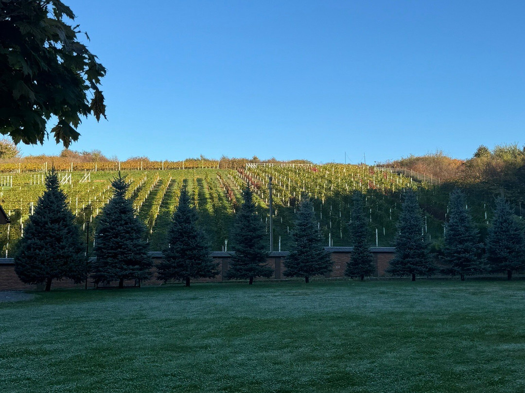 Wine Garden-穆卡切沃必去景点