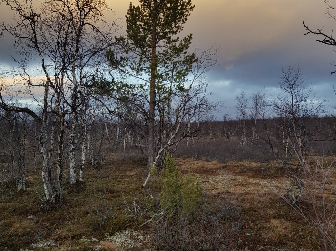 Kautokeino Natursti景点图片