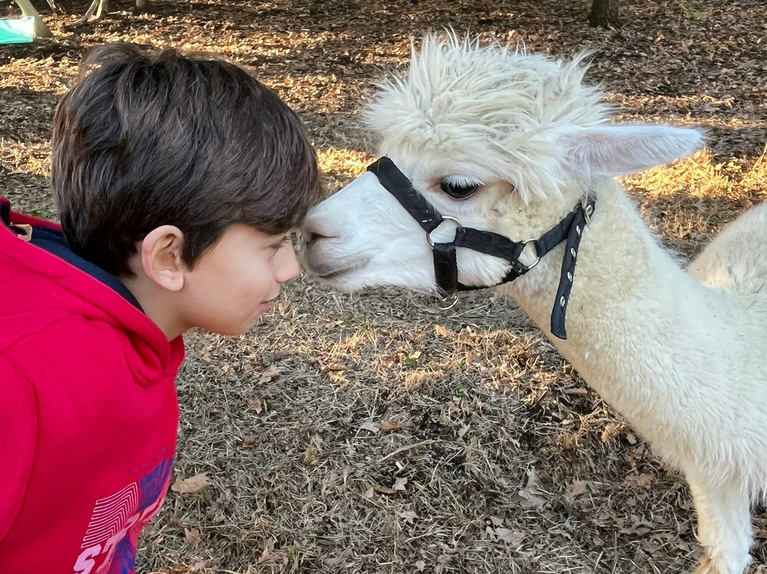 Alpaca Di Roma景点图片