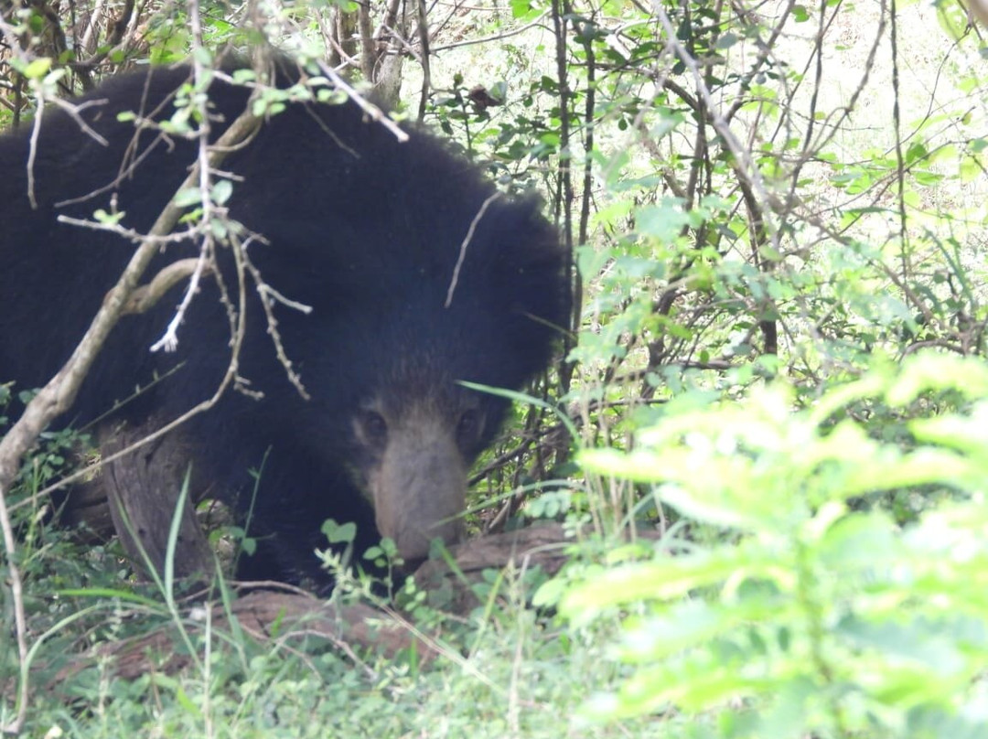 Deesha Safari Tours-蒂瑟默哈拉默必去景点