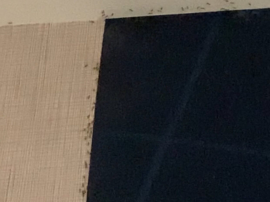 SpringHill Suites by Marriott Birmingham Gardendale主图