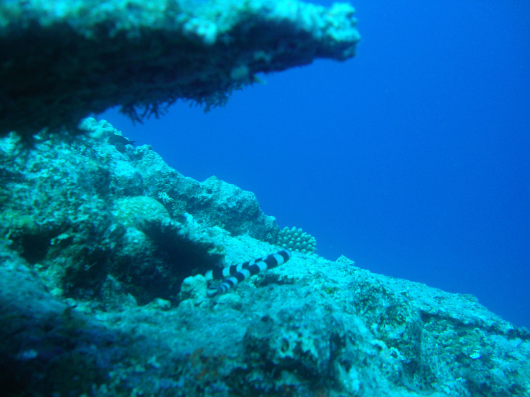Niue Blue Island Experiences-阿洛菲必去景点