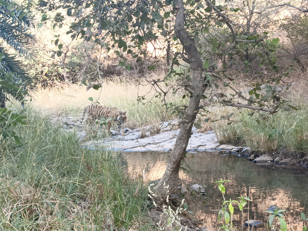 Ranthambore Jungle Safari景点图片