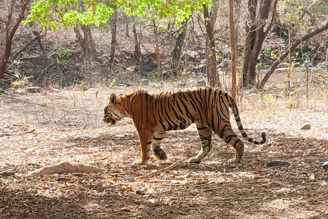 Ranthambore Jungle Safari-Ranthambhore Fort必去景点