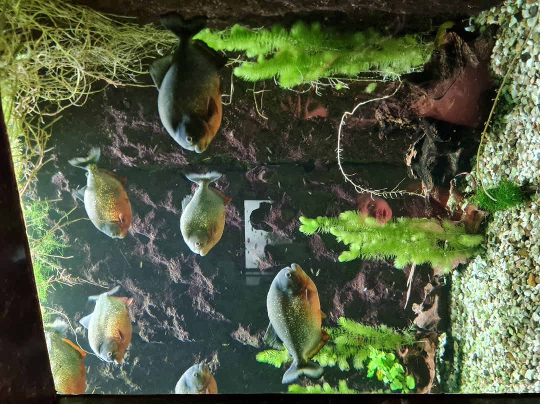 Aquarium-muséum De Liège-列日必去景点