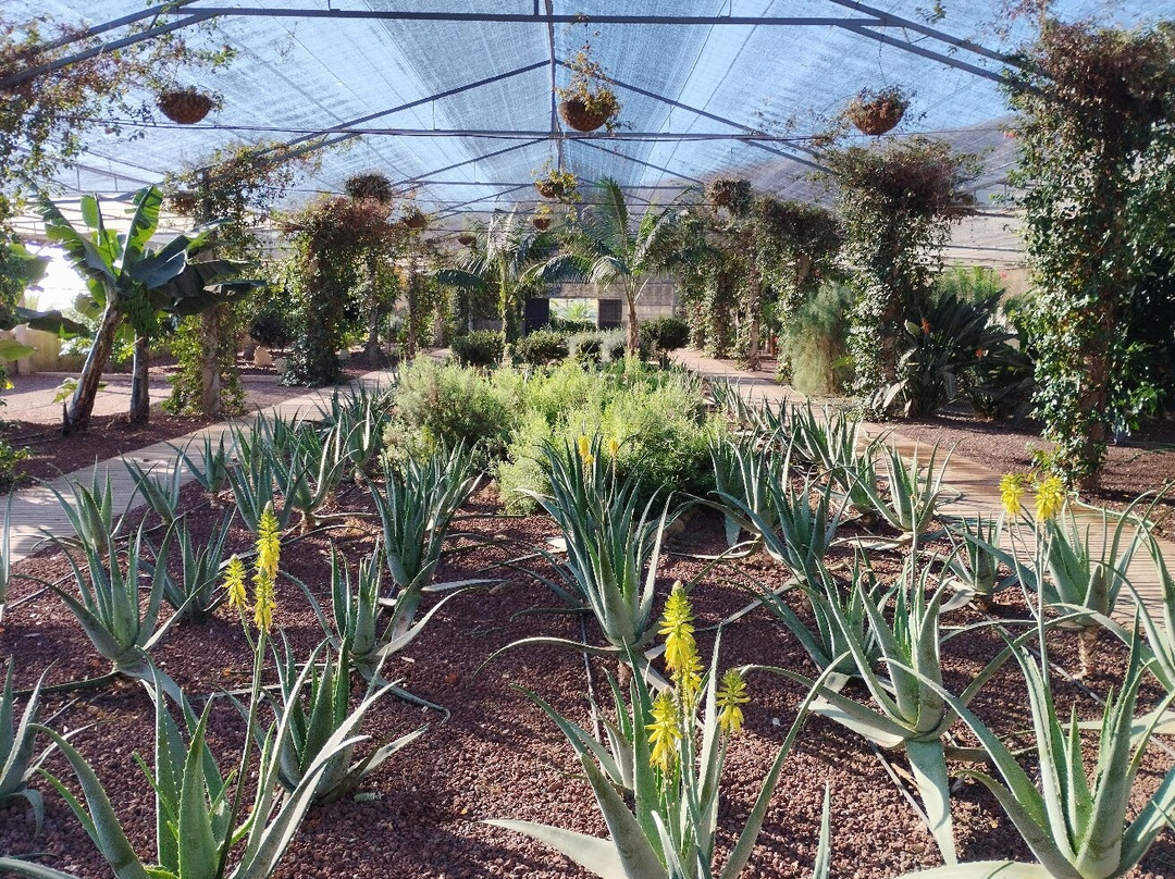 Finca Canarias Aloe Vera-Guimar必去景点
