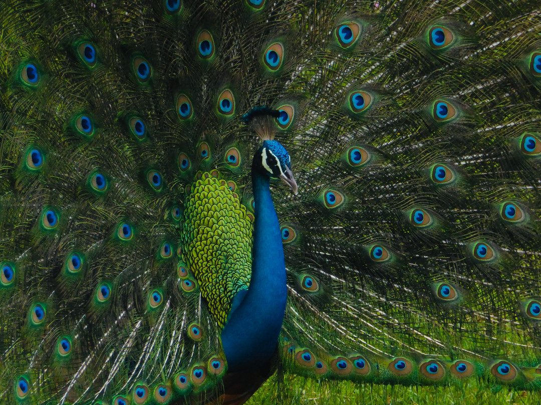 Elegant Tours Sri Lanka