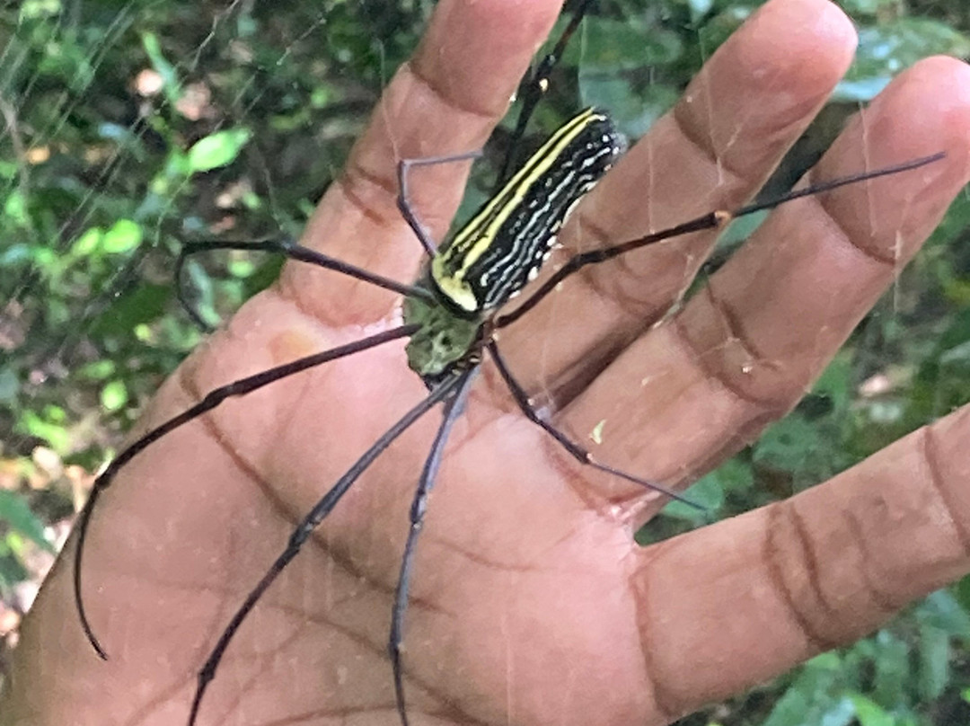 Dala's Tours-Deniyaya必去景点