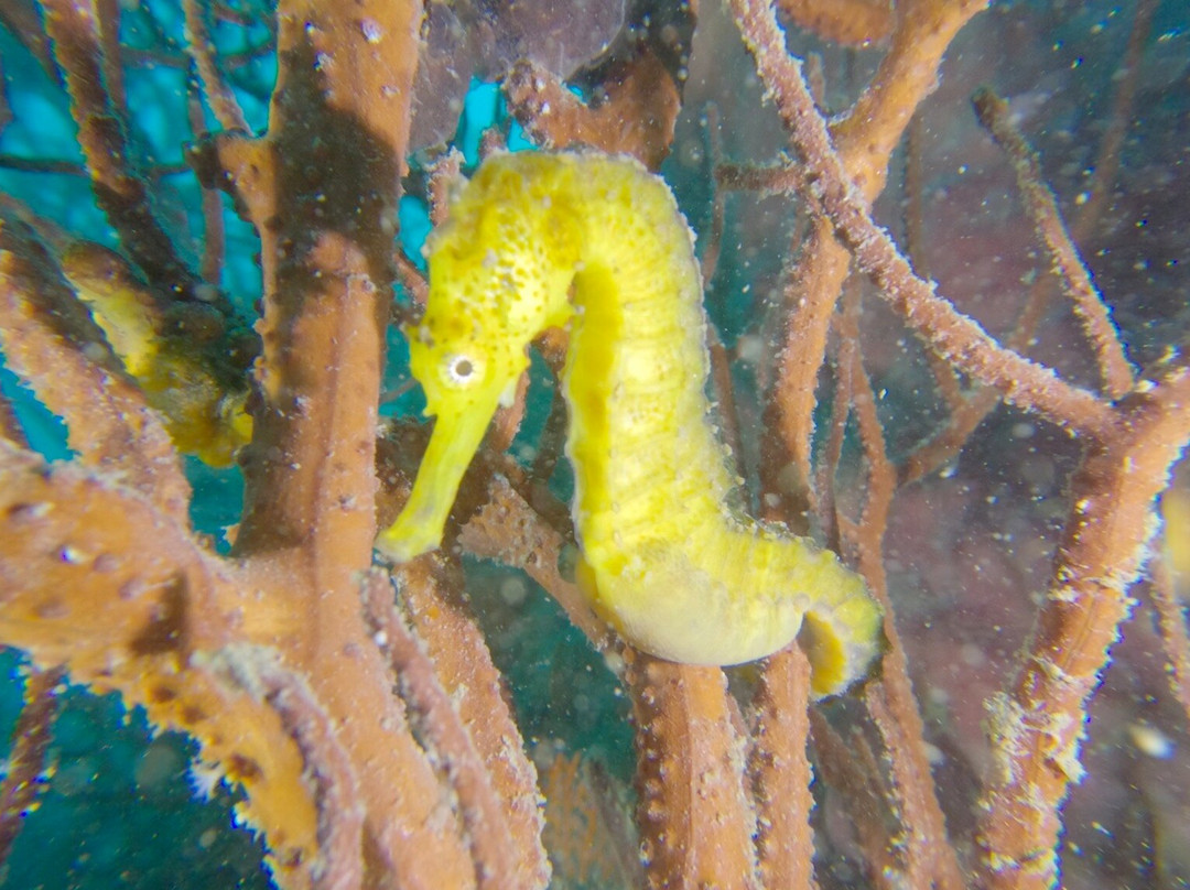 甲米萨瓦迪潜水中心-奥南必去景点
