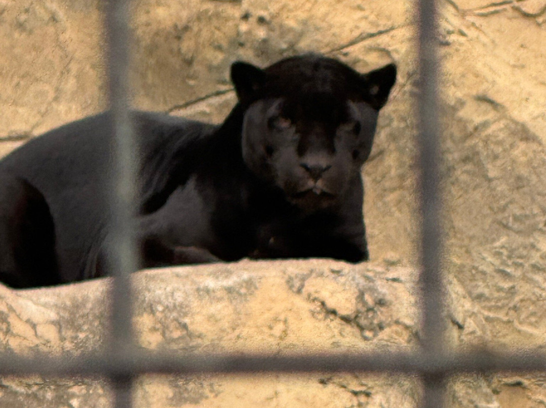 Animal World and Snake Farm Zoo-新布朗费尔斯必去景点